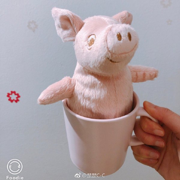 茶杯猪真的长不大吗，茶杯猪幼崽多少钱一只？