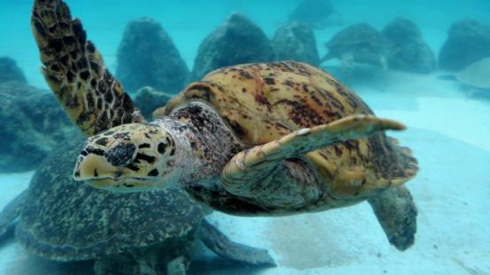 海龟为什么不能伸缩手臂和头？海龟的寿命有多长