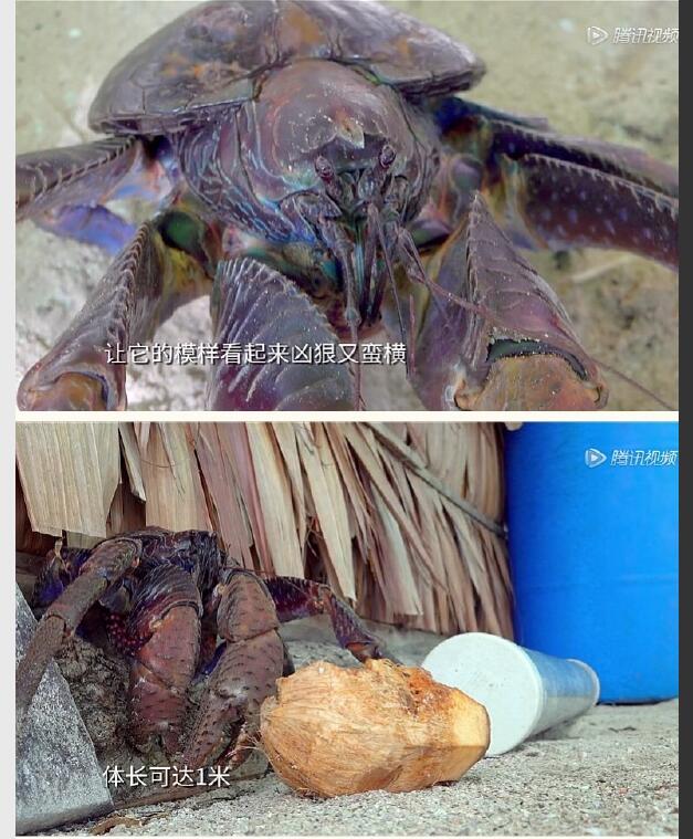 椰子蟹为什么不能人工养殖，椰子蟹在水里会被淹死吗？