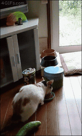 猫为什么怕黄瓜？猫被黄瓜吓飞视频集合