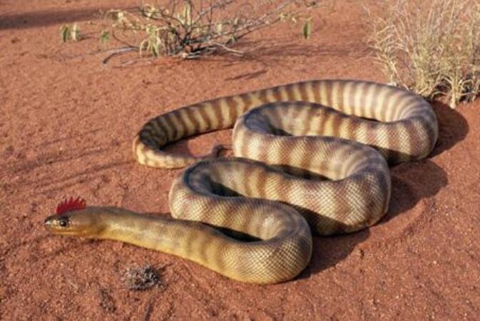 现实中鸡冠蛇真的存在吗，这种蛇有没有毒性