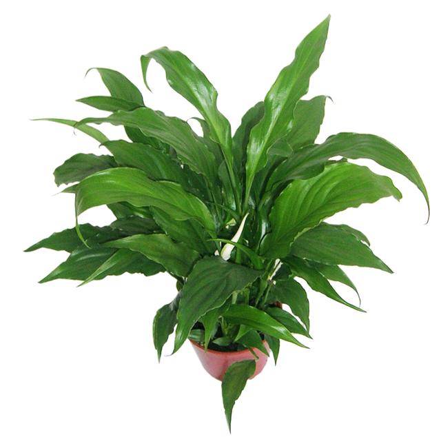 室内放什么植物净化空气？净化空气最佳的植物排名