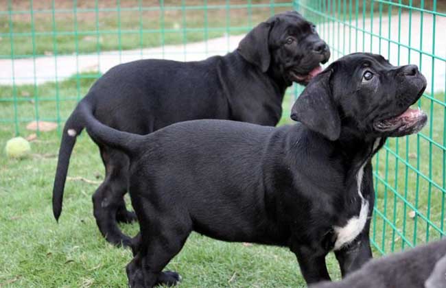 卡斯罗犬为什么要剪耳朵断尾？卡斯罗犬一般价格多少钱一只