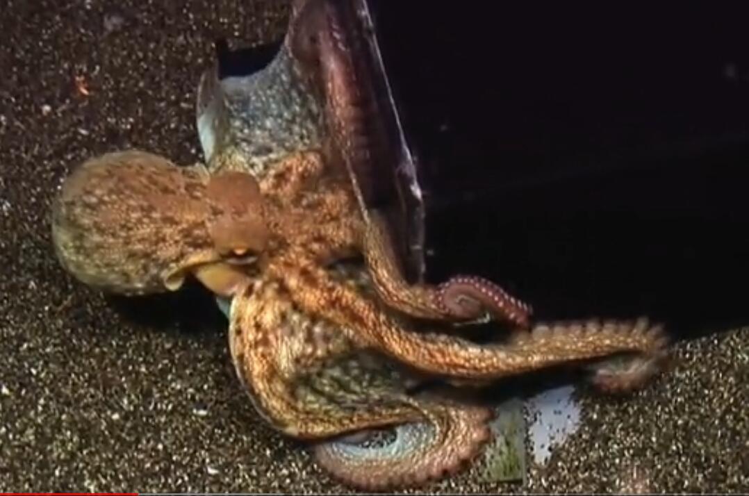 为什么说章鱼是四维生物？章鱼会进化出文明吗
