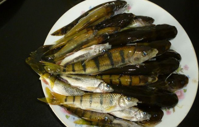 农村河里常见的十种鱼盘点，河里捞的鱼怎么养？