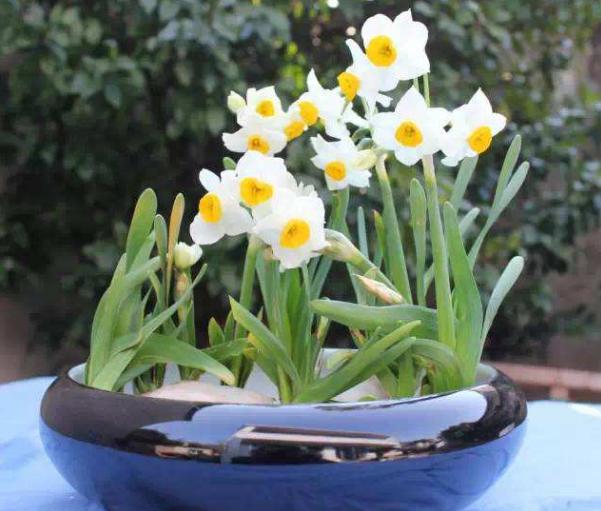 水仙花种在家里有什么好处？夏季水仙花的养殖方法