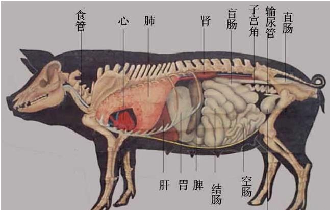 猪器官为什么可以移植人类？猪内脏器官分布图