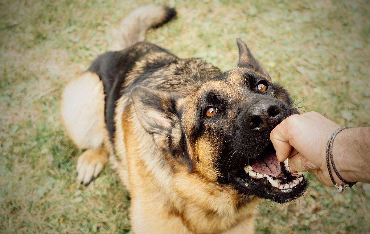 狗狗咬主人意味着什么，咬主人的狗狗还能养吗?