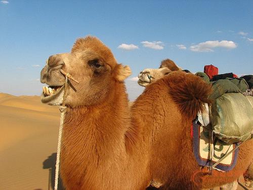 骆驼为什么能吃仙人掌嘴不怕扎吗？骆驼鼻子上为什么钻孔