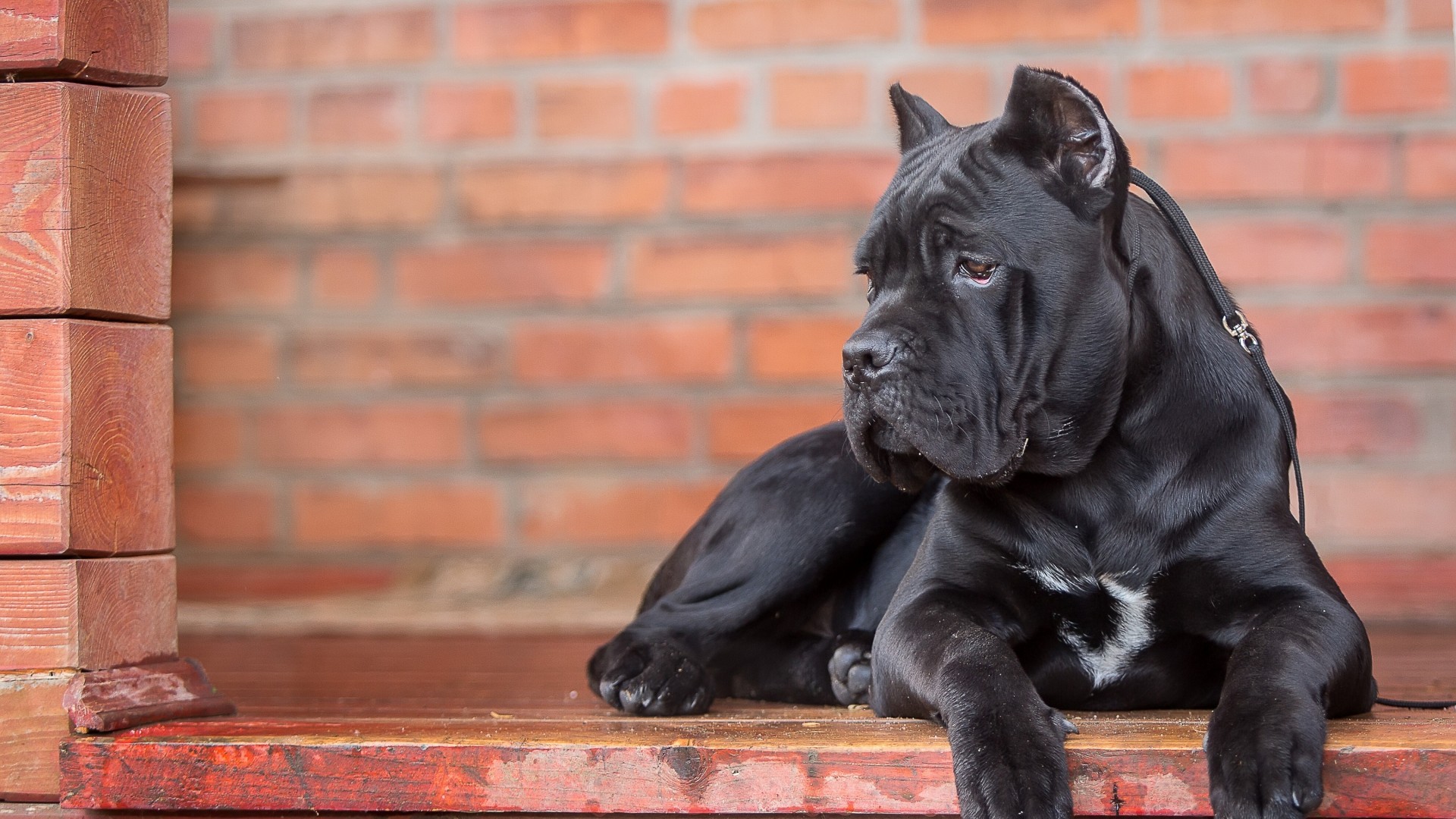 卡斯罗犬为什么要剪耳朵断尾？卡斯罗犬一般价格多少钱一只