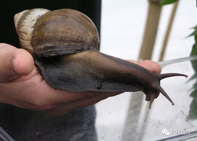 非洲大蜗牛非洲人吃吗，它们是怎么来到中国的