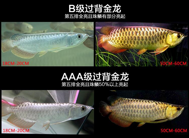 龙鱼过背和高背区别图，金龙鱼等级区分图解？