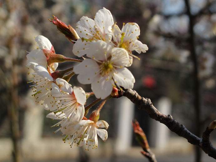 樱花为什么不结果？樱花和樱桃花是一样的吗