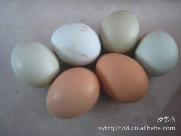 乌鸡蛋为什么是白色的？绿壳蛋与乌鸡蛋的区别