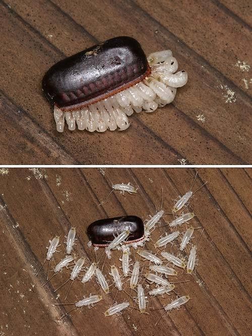 蟑螂会在什么地方产卵？一只蟑螂一次产多少卵鞘