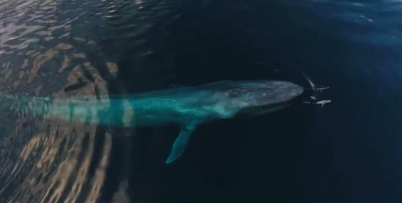 现在地球上有比蓝鲸更巨大的生物吗，蓝鲸要灭绝吗还有多少