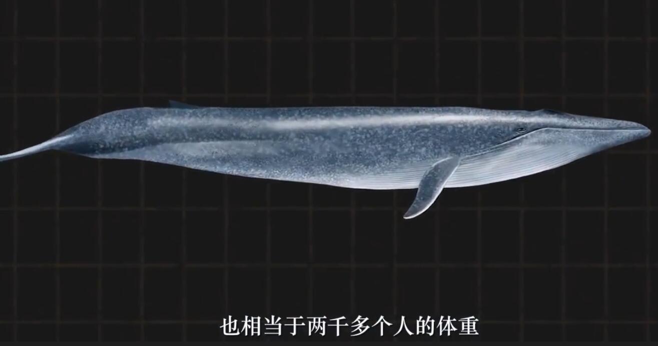 现在地球上有比蓝鲸更巨大的生物吗，蓝鲸要灭绝吗还有多少