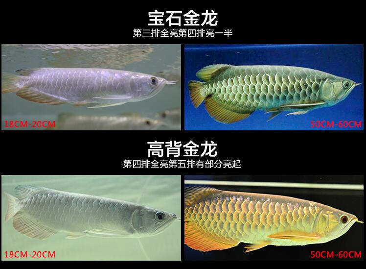 龙鱼过背和高背区别图，金龙鱼等级区分图解？