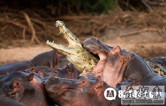 世界上最大的河马图，鳄鱼和河马打架哪个狠