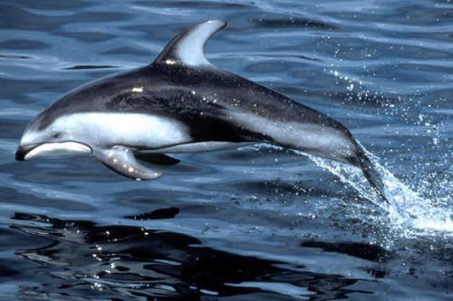鲸和海豚的区别，为什么鲸和海豚不属于鱼类？