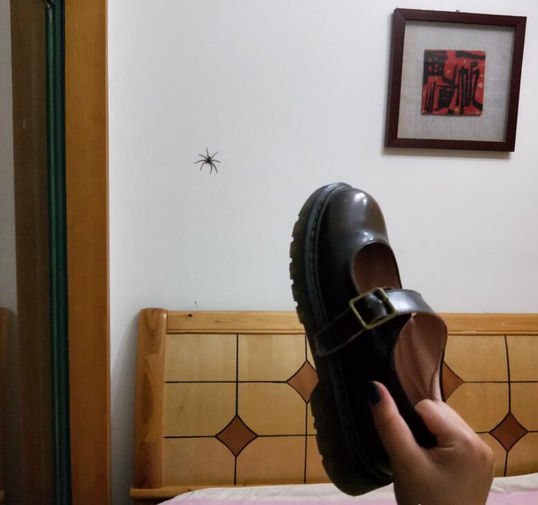 蜘蛛会攻击睡觉的人吗，那么如何防止蜘蛛爬到床上？