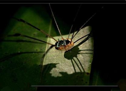 最古老的蜘蛛盲蛛图片，盲蛛有没有毒？