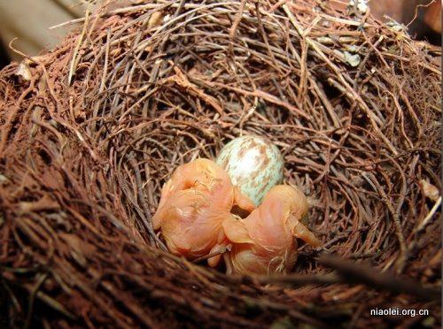 鸟孵蛋几天能付出小鸟来？刚出生的小鸟吃什么
