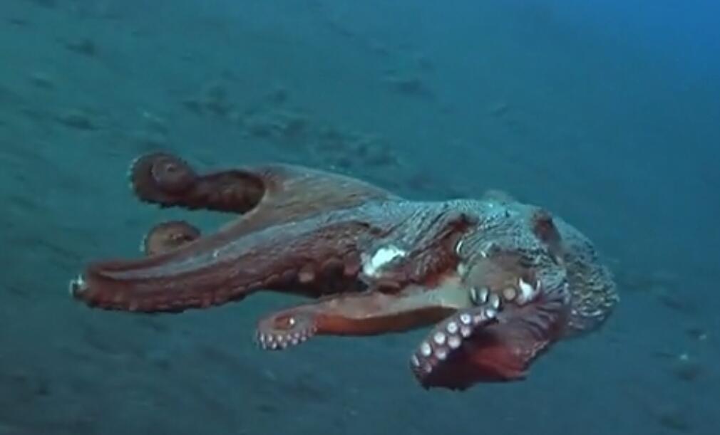 为什么说章鱼是四维生物？章鱼会进化出文明吗