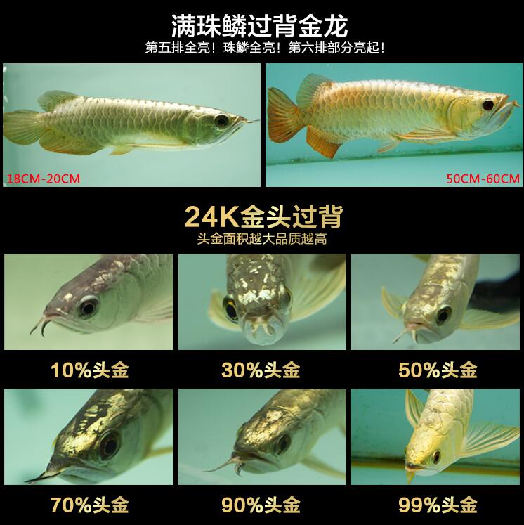 龙鱼过背和高背区别图，金龙鱼等级区分图解？