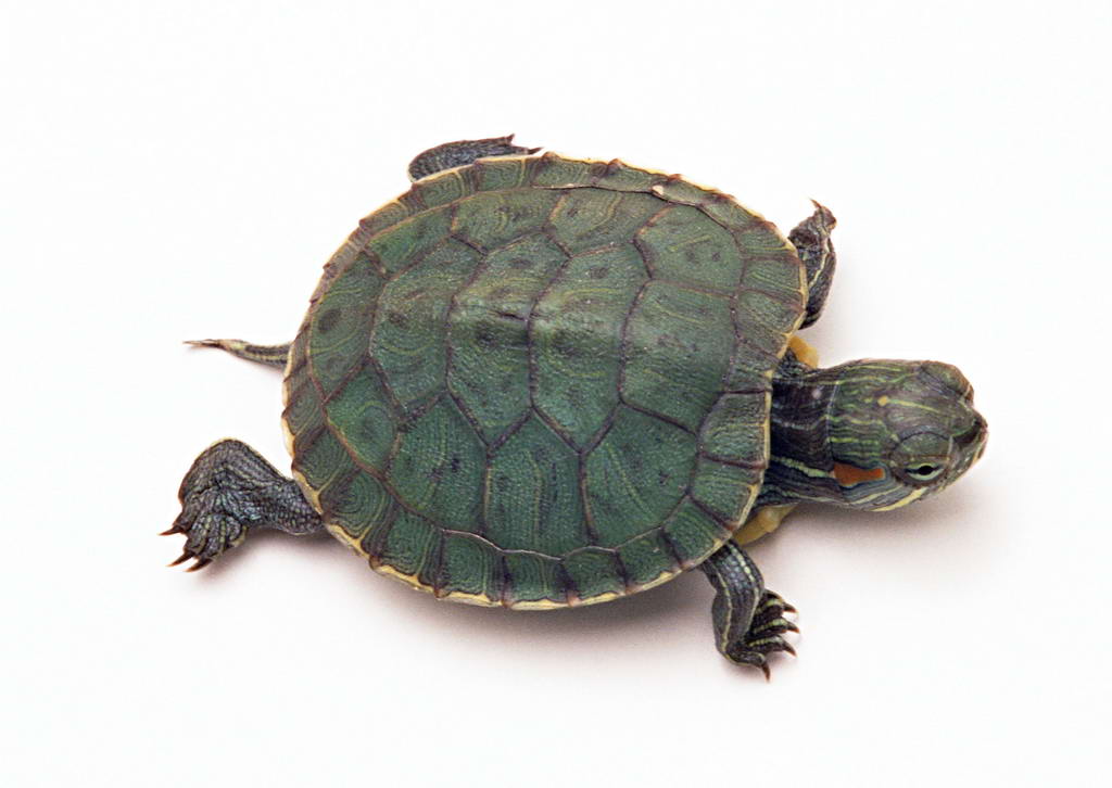 中华草龟为什么总是闭着眼？中华草龟价格多少能长多大