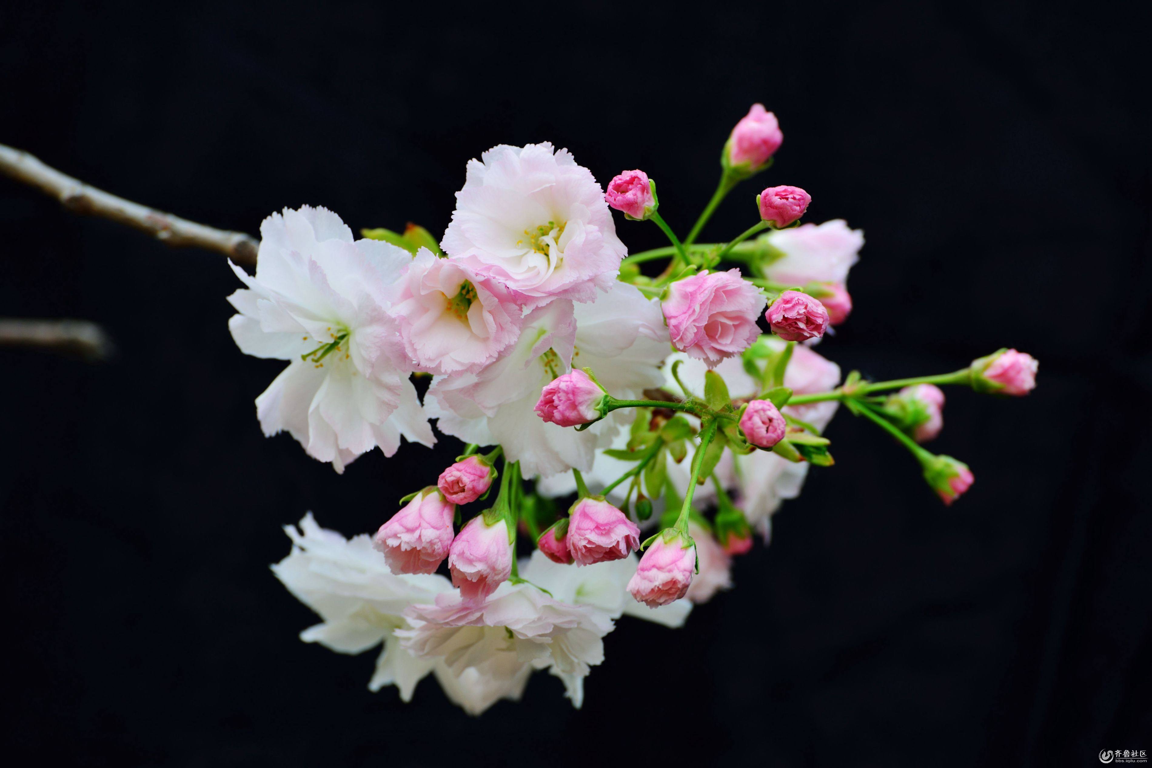樱花为什么不结果？樱花和樱桃花是一样的吗