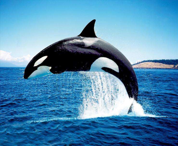 虎鲸与座头鲸哪个厉害？为什么座头鲸专门阻止虎鲸捕猎