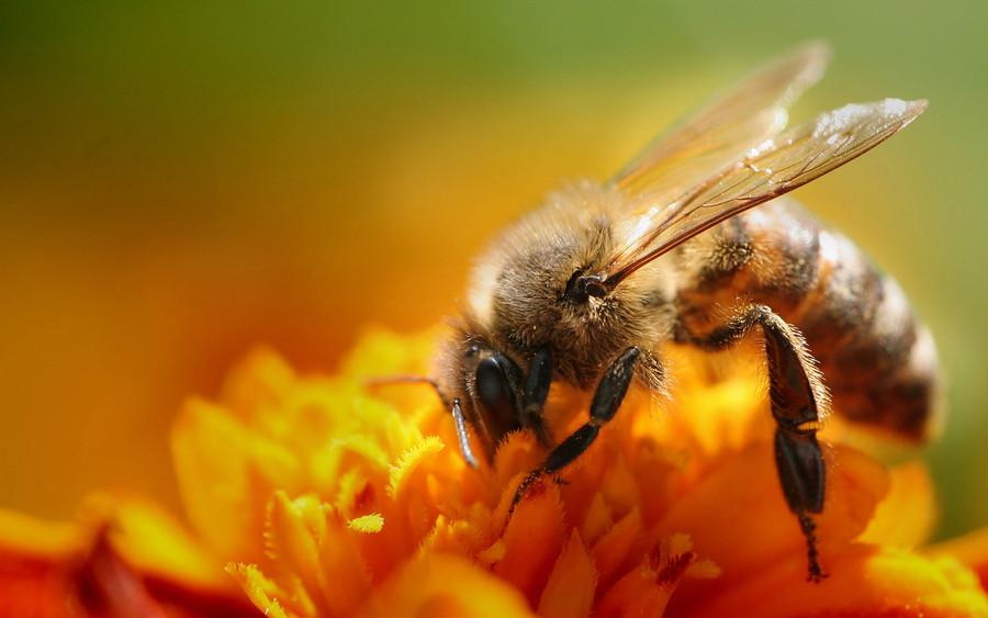 蜜蜂一年产多少蜂蜜？蜂蜜是蜜蜂拉的屎吗