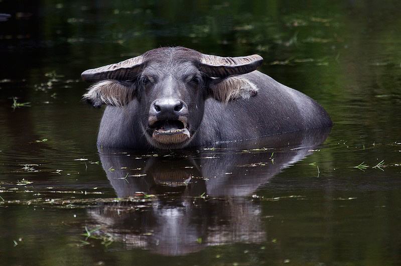 水牛和黄牛可以交配生子吗？水牛为什么喜欢在水里面