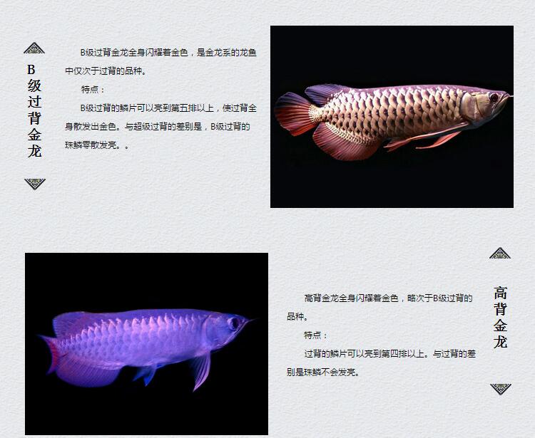 龙鱼过背和高背区别图，金龙鱼等级区分图解？