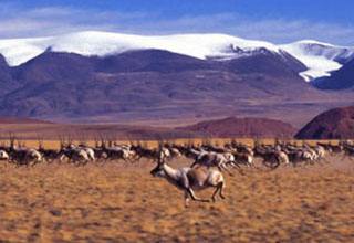藏羚羊为什么向老猎人下跪？藏羚羊为什么要迁徙的原因