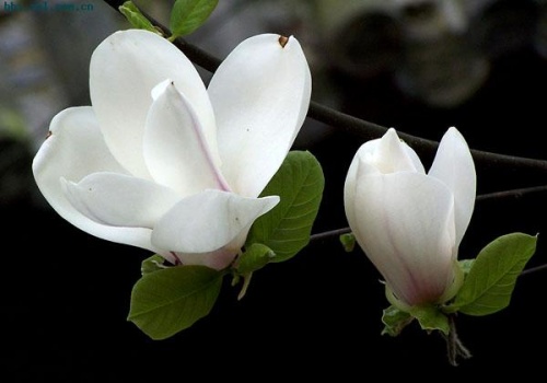 白玉兰为什么先开花后长叶？白玉兰怎么成为上海的市花的