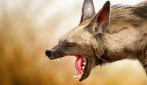 鬣狗为什么是非洲老二，鬣狗为什么喜欢掏肛