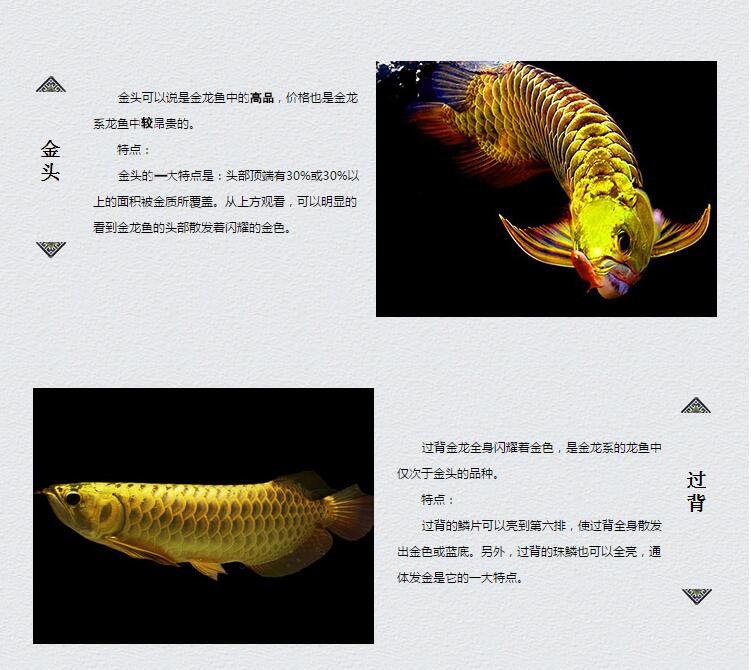 龙鱼过背和高背区别图，金龙鱼等级区分图解？