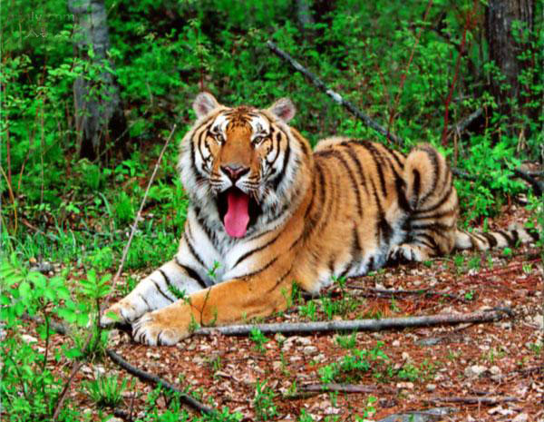 东北虎是最大的老虎么？华南老虎和东北虎哪个厉害