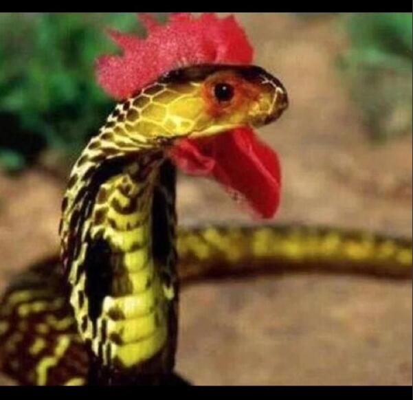 现实中鸡冠蛇真的存在吗，这种蛇有没有毒性