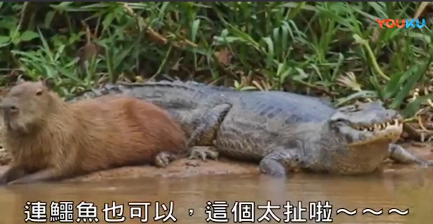为什么鳄鱼都不吃水豚它的天敌是什么 水豚在中国养合法吗