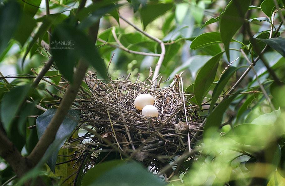 鸟孵蛋几天能付出小鸟来？刚出生的小鸟吃什么