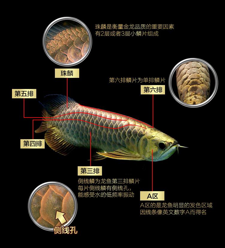 龙鱼过背和高背区别图，金龙鱼等级区分图解？