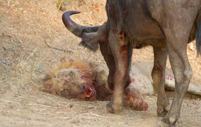 水牛踩死非洲狮子视频，一头水牛值多少钱？