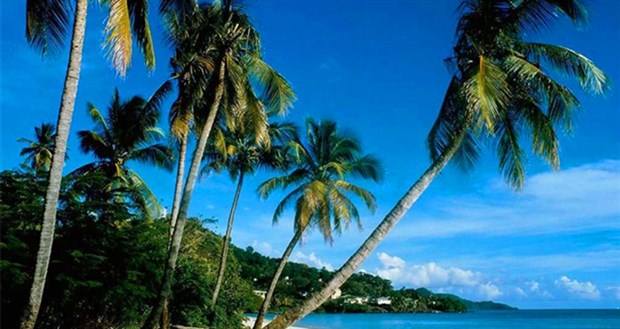 海南岛主要树木名称及图片，海南岛及附近地区示意图