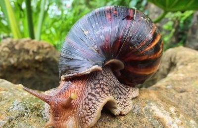 非洲大蜗牛非洲人吃吗，它们是怎么来到中国的