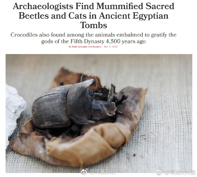 埃及崇拜的圣甲虫竟然是屎壳郎，圣甲虫并不会吃人