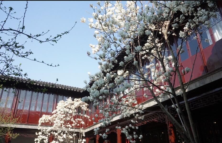 庭院风水不宜种的树有哪些，院里种什么树风水最好？