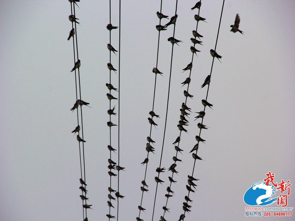 中国候鸟迁徙路线图，候鸟有哪些鸟类？